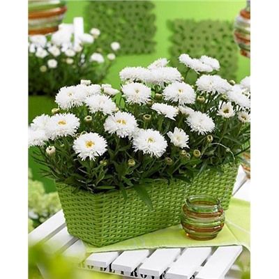 Корни (саженцы) Нивяник наибольший Ласпайдер, арт.: 74720