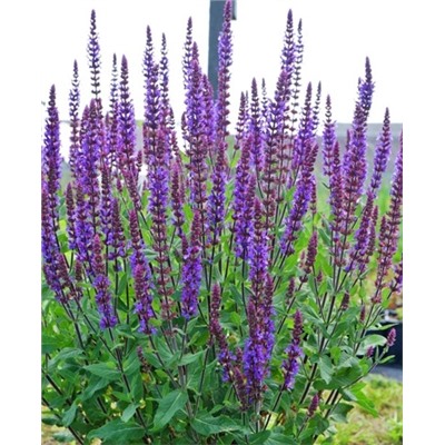 Саженцы Шалфей дубравный Карадонна, арт.: 69666