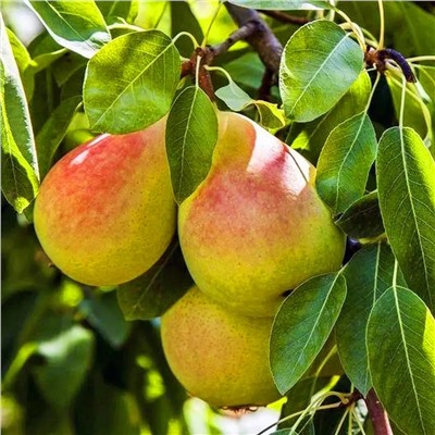 Саженцы Груша Сокровище, арт.: 70285