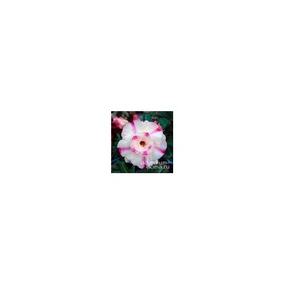 Adenium Obesum Double Flower HANH PHUC