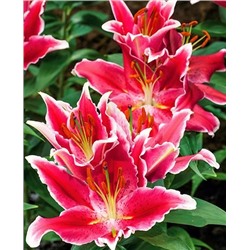 Луковицы Лилия восточная Старлайт Экспресс, фасовка: 1 луковица, арт.: 70312