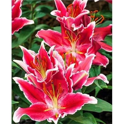 Луковицы Лилия восточная Старлайт Экспресс, фасовка: 1 луковица, арт.: 70312