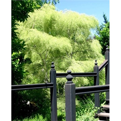 Саженцы Берёза карликовая Тростс дварф, арт.: 393