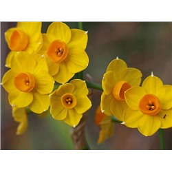 Нарцисс Grand Soleil d'or "Гранд Солейль д'Ор" 3 шт