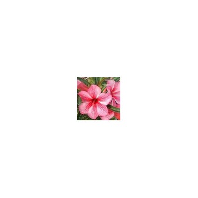 Adenium Obesum Desert Rose STAR OF RED SPARKLES