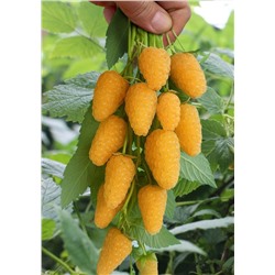 Саженцы Малина ремонтантная Светлячок, арт.: 75073