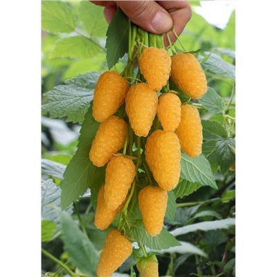 Саженцы Малина ремонтантная Светлячок, арт.: 75073