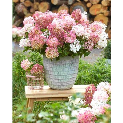 Саженцы Гортензия метельчатая Граундбрейкер Блаш, арт.: 74740