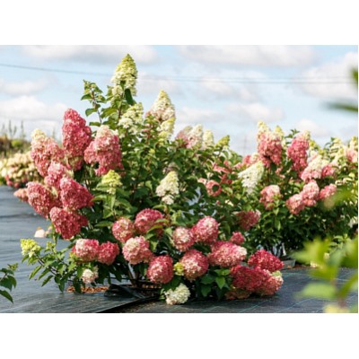 Гортензия метельчатая Fraise Melba "Фрайз Мельба" Р9