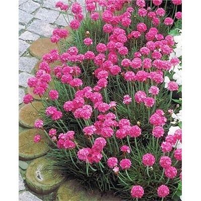Армерия приморская розовая, арт.: 73096