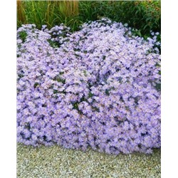 Калимерис Блю Стар, арт.: 73101