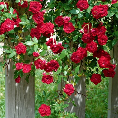 Роза почвопокровная Red Cascade "Ред Каскад"