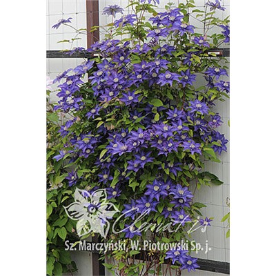 Клематис Multi Blue "Мульти Блю"