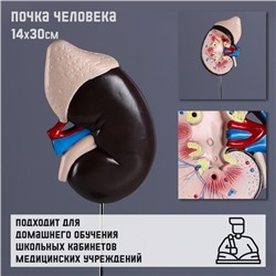 Анатомическая модель «Макет почки человека», 14×30 см