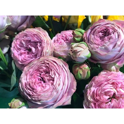 Blossom Bubbles "Блоссом Баблс"