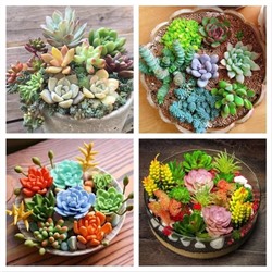 Семена суккулентов (50 шт), Rare Beautiful Mixed Succulents Seeds, произв. Earth Hopper