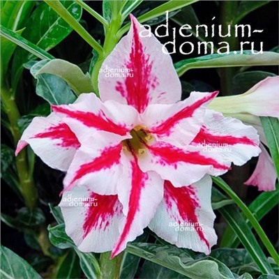 Adenium Obesum Double Flower NEW-232
