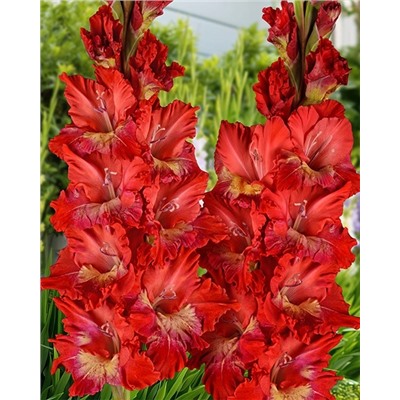 Луковицы Гладиолус Горящий абсент, арт.: 74992