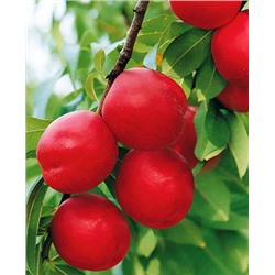 Саженцы Слива канадская Селигран, арт.: 20355