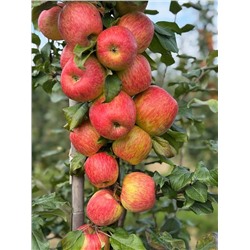 Саженцы Яблоня Хани крисп, арт.: 70094