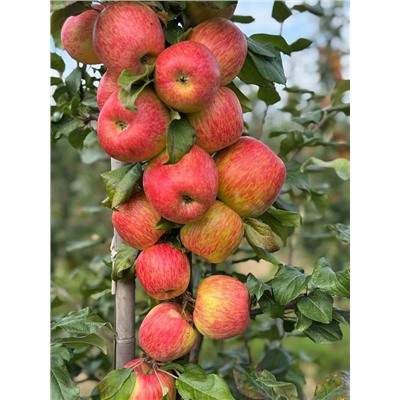 Саженцы Яблоня Хани крисп, арт.: 70094