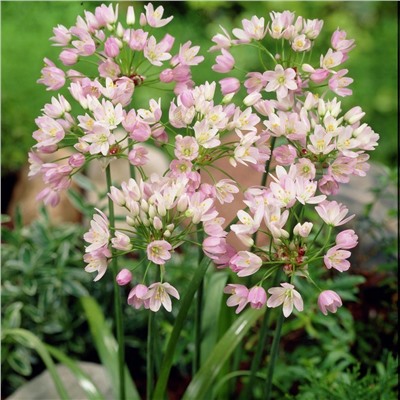 Allium Roseum "Лук декоративный Розеум" 5шт