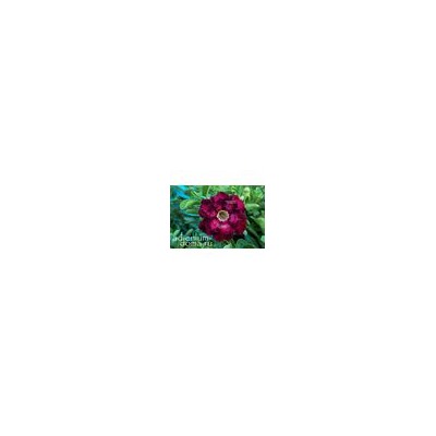 Adenium Obesum Double Flower NEW-206