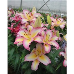 Луковицы Лилия восточная Капитан Триколор, фасовка: 1 саженец, арт.: 74649