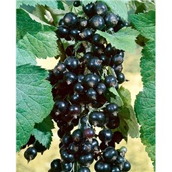 Саженцы Смородина Добрыня, арт.: 20084