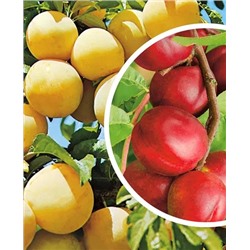 Саженцы Комплект полукарликовых слив №4: Алтайская юбилейная, Чёрная крупная, арт.: 69214