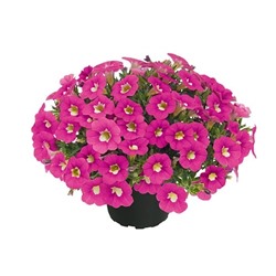 Набор калибрахоа №1