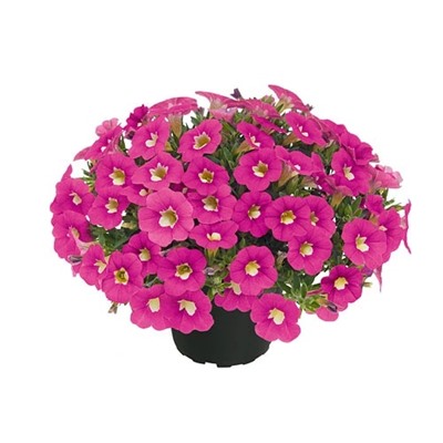 Набор калибрахоа №1