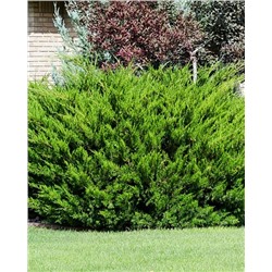 Саженцы Можжевельник средний Минт Джулеп, арт.: 74729