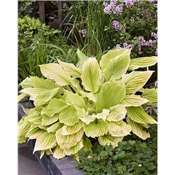 Корень Хоста Лемон фезерс, арт.: 74711