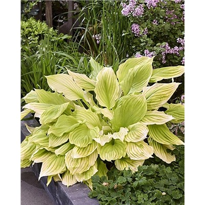 Корень Хоста Лемон фезерс, арт.: 74711