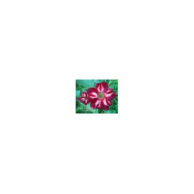 Adenium Obesum Desert Rose NEW-289