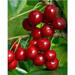 Саженцы Черешня Василиса, арт.: 74549