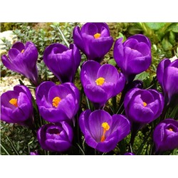Крокус Flower Record "Флауэр Рекорд" 5шт