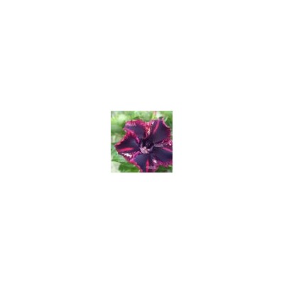 Adenium Obesum Desert Rose CAN GIUOC 12