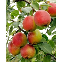 Саженцы Груша летняя КРАСУЛЯ, арт.: 20000