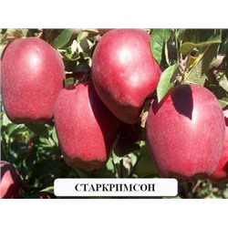 Яблоня Старкримсон
