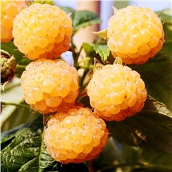 Саженцы Малина Золотой бубен, арт.: 73788