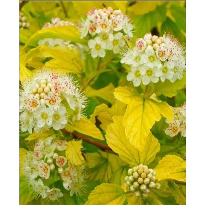 Саженцы Пузыреплодник Дартс Голд, арт.: 69821