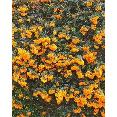 Саженцы Барбарис Дарвина, арт.: 74868