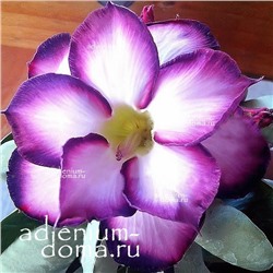 Adenium Obesum Double Flower PURPLE CROWN