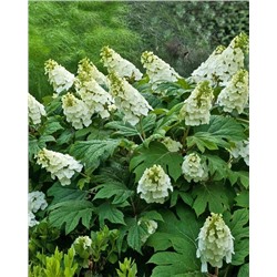 Саженцы Гортензия дуболистная Алиса, арт.: 74743