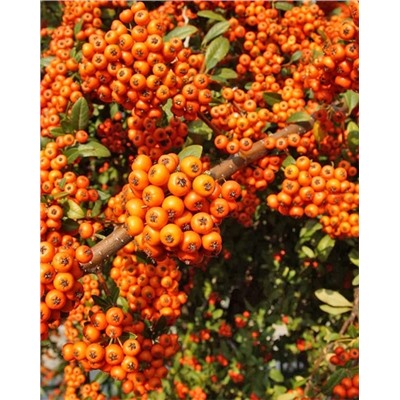 Саженцы Пираканта гибридная Оранж Чармер, арт.: 75012