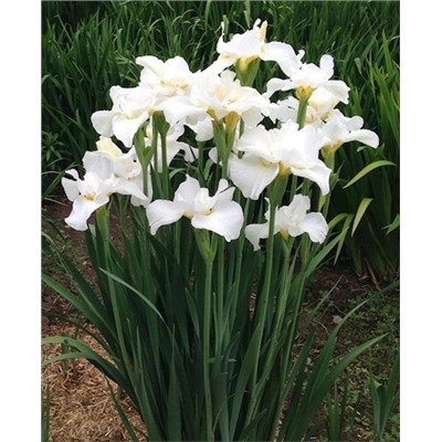 Луковицы (корни) Ирис сибирский Свонс ин Флайт, арт.: 69938