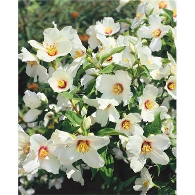 Саженцы Жасмин Бель Этуаль, арт.: 6520