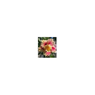 Adenium Obesum Double Flower RETURN OF THE KING